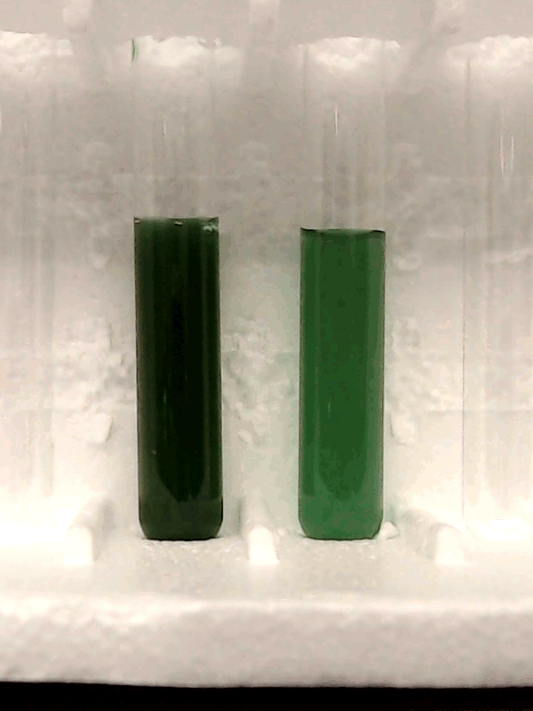 The "Chonkus" strain of cyanobacteria (right) rapidly settles to the bottom of a test tube full of water compared to another common strain (left), forming a dense "green peanut butter" that could make it more useful for sequestering and concentrating carbon for other uses The "Chonkus" strain of cyanobacteria (right) rapidly settles to the bottom of a test tube full of water compared to another common strain (left), forming a dense "green peanut butter" that could make it more useful for sequestering and concentrating carbon for other uses