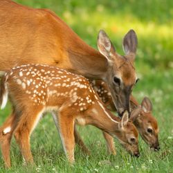 A white-tailed deer doe and its two fawns in an open meadow