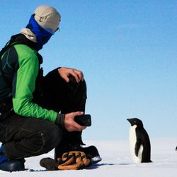 Penguins in Antarctica surround a photographer scientists