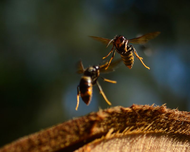 A macro shot of two Asian hornets flying, one facing toward the camera and the other facing away.