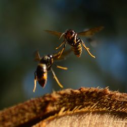A macro shot of two Asian hornets flying, one facing toward the camera and the other facing away.