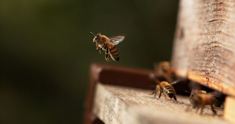 Honey bees around an artificial wooden hive, one bee is taking off
