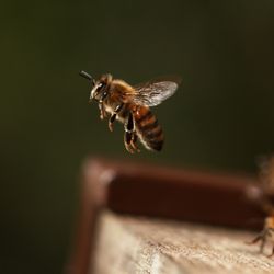 Honey bees around an artificial wooden hive, one bee is taking off
