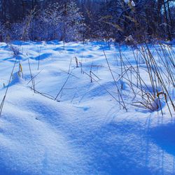 A scene showing snow thick on the ground with a few plants poking up through but instead of bright white the snow has a blue tint