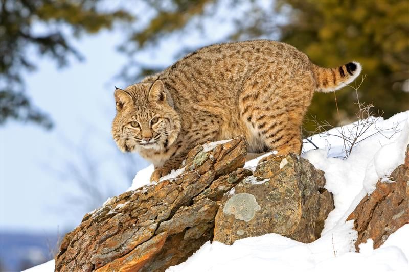 A photo of a bobcat standing on a snow covered rock on the side of an elevation. The cat is looking towards the camera and is on profile, its body facing to the left. In the background some trees are visible but blurred. 