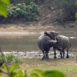 Female buffaloes rest in the fields of Pui O on Lantau Island, Hong Kong, in September 2023.
