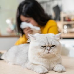 Woman sneezing into a tissue as a cat scowls in the foreground