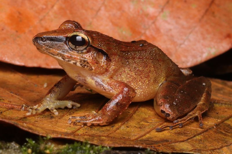 Close up photo of a clay robber frog (Haddadus binotatus) sat on a leaf.