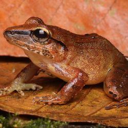 Close up photo of a clay robber frog (Haddadus binotatus) sat on a leaf.