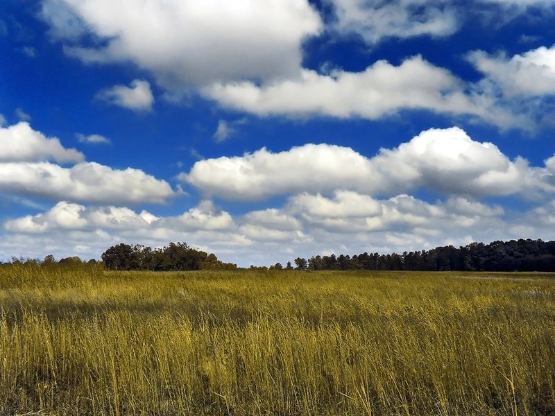 Cumulus clouds