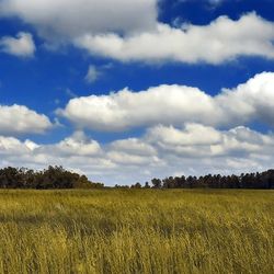 Cumulus clouds