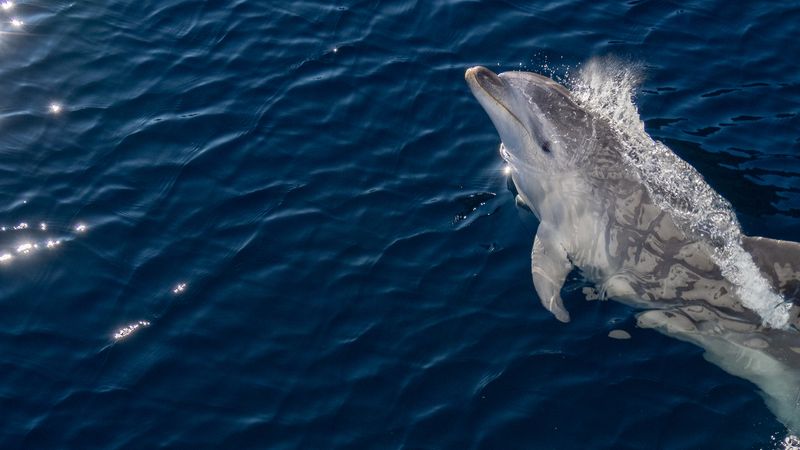 Bottlenose dolphin swimming in the sea