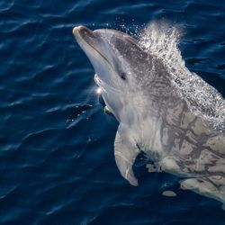 Bottlenose dolphin swimming in the sea