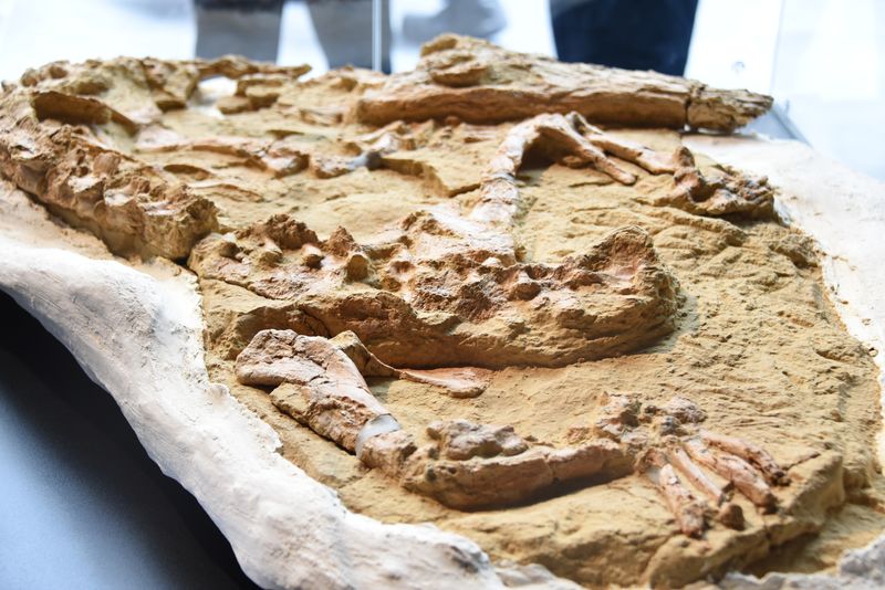 The photo shows the excavated fossil of the crocodile laid out in a display cabinet. The fully articulate skeleton can be seen protruding from the surround stone as it curves into a semi-circle shape. 