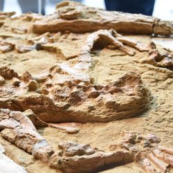 The photo shows the excavated fossil of the crocodile laid out in a display cabinet. The fully articulate skeleton can be seen protruding from the surround stone as it curves into a semi-circle shape. 