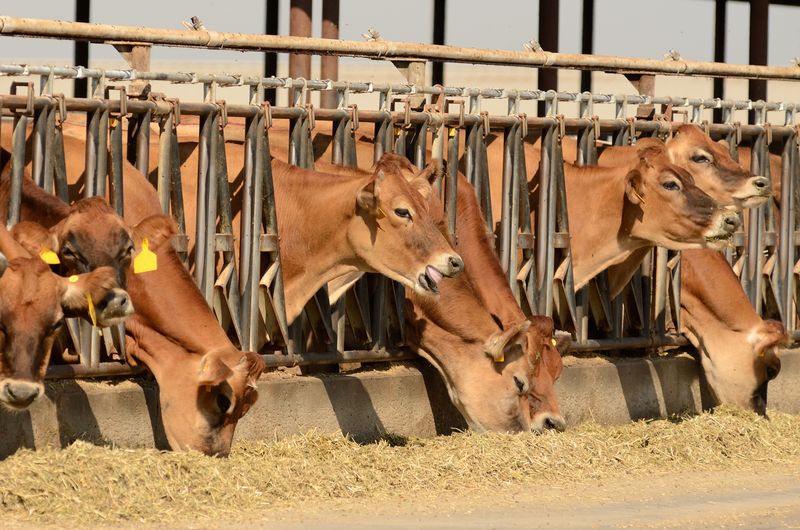 brown cows feeding on a dairy farm