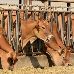 brown cows feeding on a dairy farm