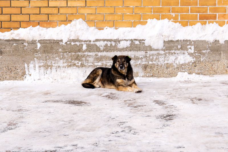 Dogs in the Chernobyl Exclusion Zone