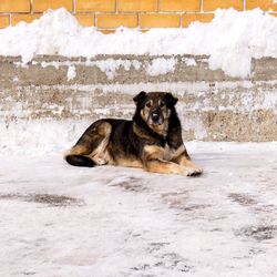 Dogs in the Chernobyl Exclusion Zone