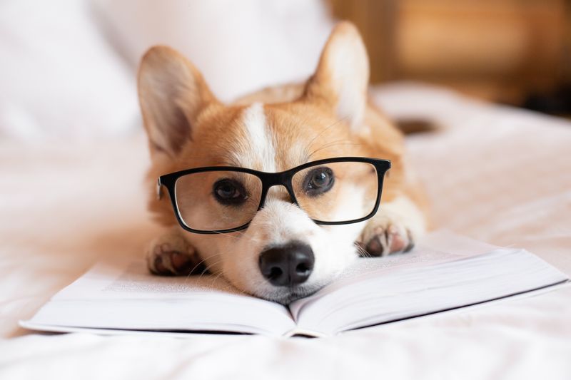 Dog wearing glasses with book