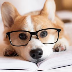 Dog wearing glasses with book