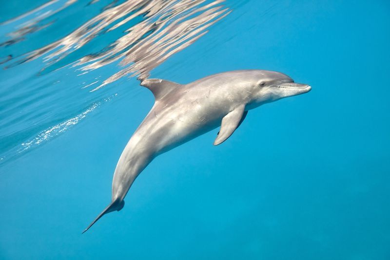 Dolphin swimming
