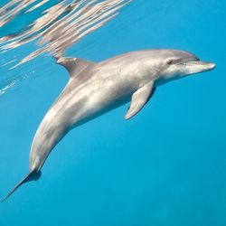 Dolphin swimming