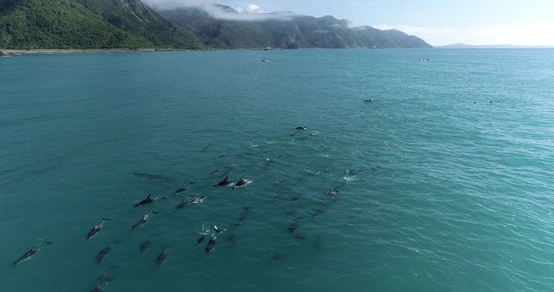 Dusky dolphins off the Kaikoura coastline