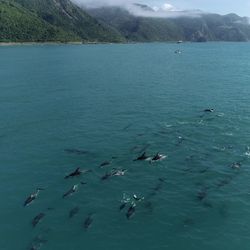 Dusky dolphins off the Kaikoura coastline
