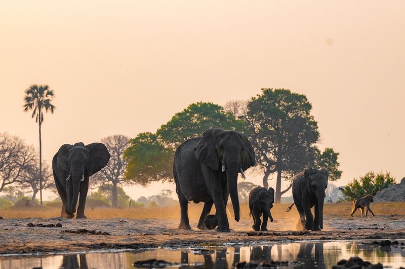 Botswana is home to many elephants. 