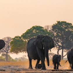 Botswana is home to many elephants. 