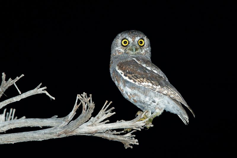Adult Elf Owl (Micrathene whitneyi) in Brewster County, Texas, USA.