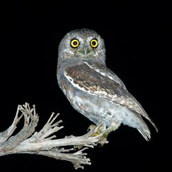Adult Elf Owl (Micrathene whitneyi) in Brewster County, Texas, USA.