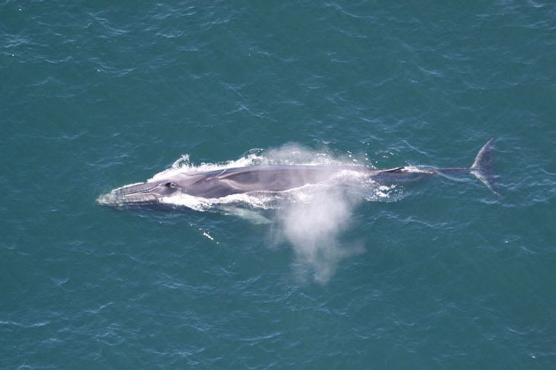 The fin whale is the second-largest whale species on earth, second only to the blue whale