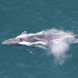 The fin whale is the second-largest whale species on earth, second only to the blue whale
