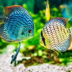 Symphysodon discus in an aquarium on a green background