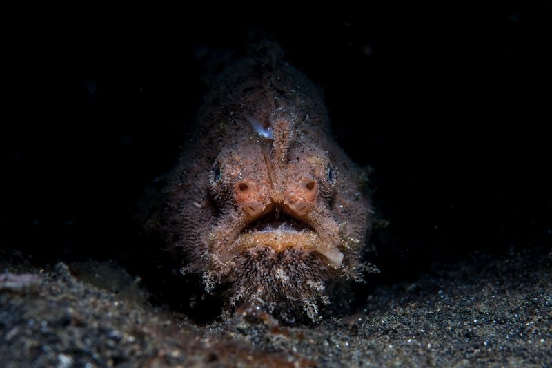A Hairy frogfish (Antennarius striatus) sits on a black sand slope in Lembeh Strait, Indonesia. This well-camouflaged fish lures prey close using a modified dorsal spine as a fishing pole.