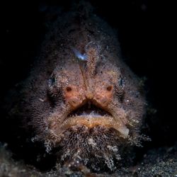 A Hairy frogfish (Antennarius striatus) sits on a black sand slope in Lembeh Strait, Indonesia. This well-camouflaged fish lures prey close using a modified dorsal spine as a fishing pole.