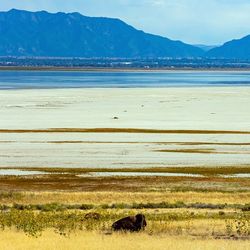 Great Salt Lake, Utah. Antelope Island is magnificent and diverse.