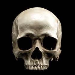 Human skull representing extinction
