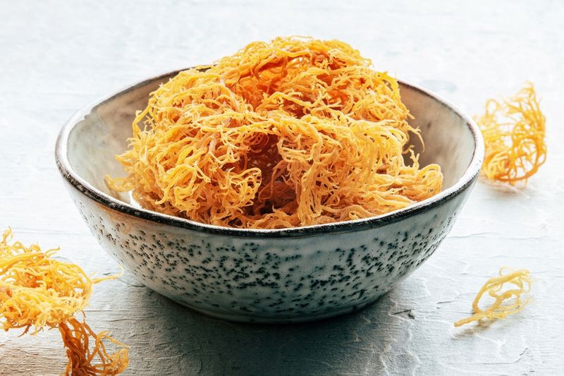 Irish sea moss, Chondrus Crispus
