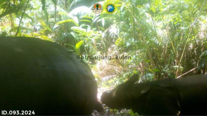 A mother and calf Javan rhino seen on March 4, 2024, in the Ujung Kulon National Park.