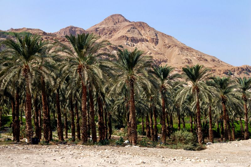 Judean date palms near the Dead Sea