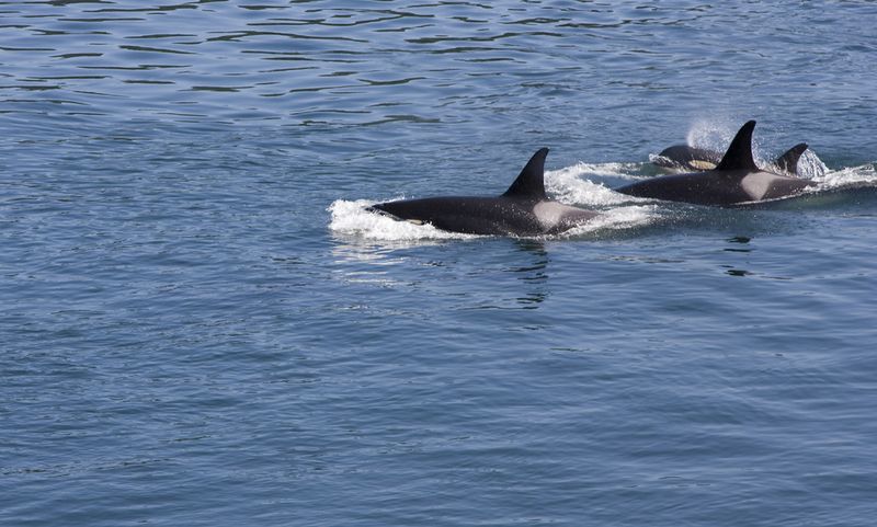 Killer whales swimming in the sea of British Columbia. 
