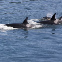 Killer whales swimming in the sea of British Columbia. 