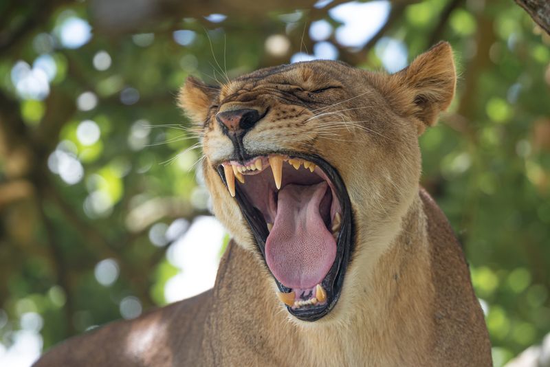 close up photograph of female lion with mouth wide open, showing teeth