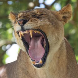 close up photograph of female lion with mouth wide open, showing teeth