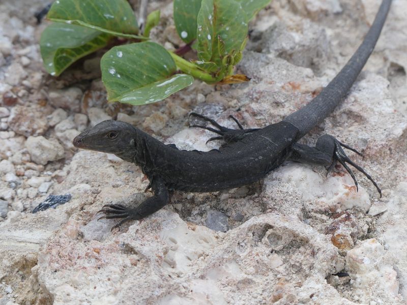 close up of a small, dark grey sombrero ground lizard, laying on a rocky surface