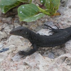 close up of a small, dark grey sombrero ground lizard, laying on a rocky surface