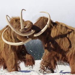 mammoths fighting 